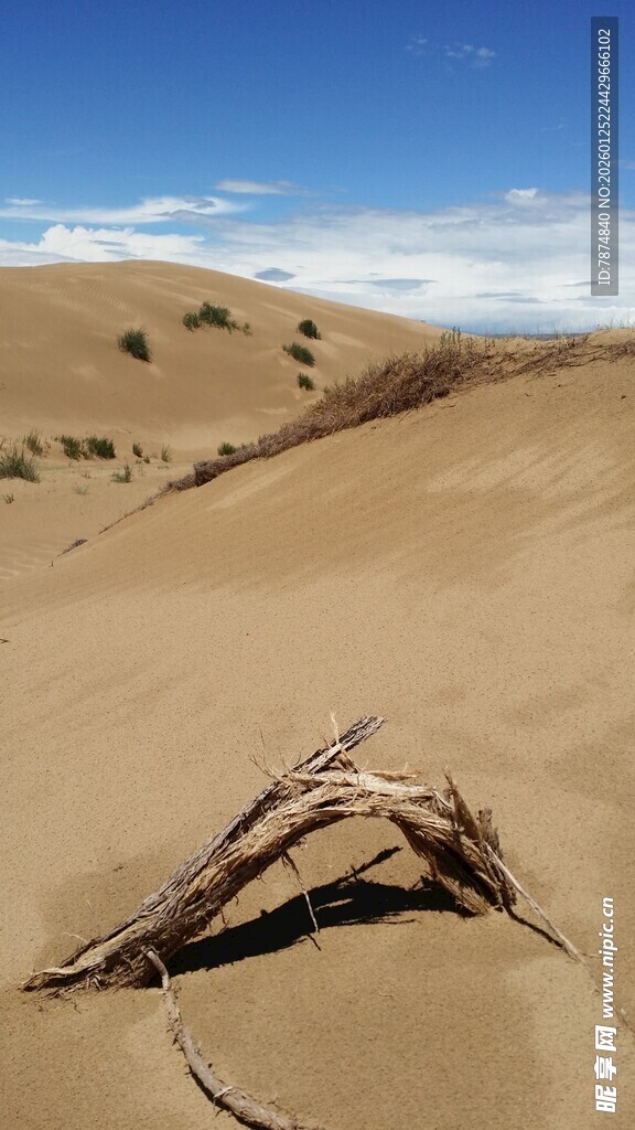 沙漠中的枯枝干
