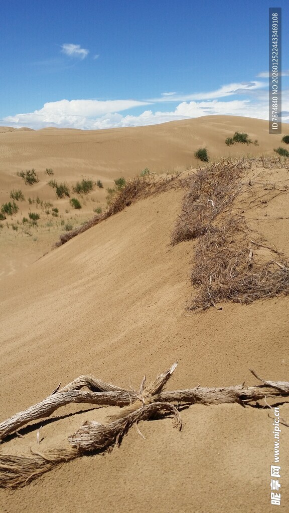 沙漠枯木景观