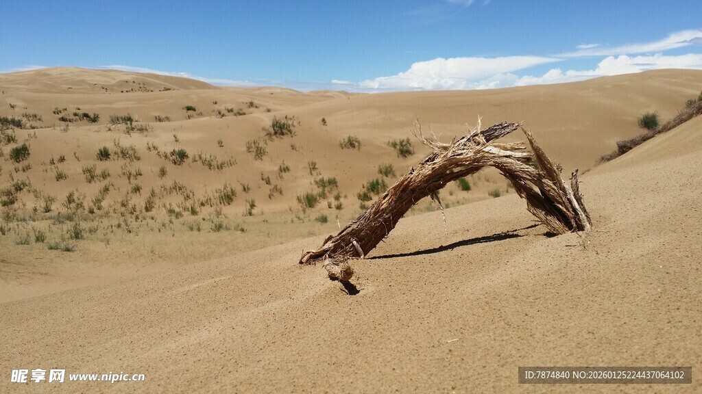 沙漠中枯木的独特景象