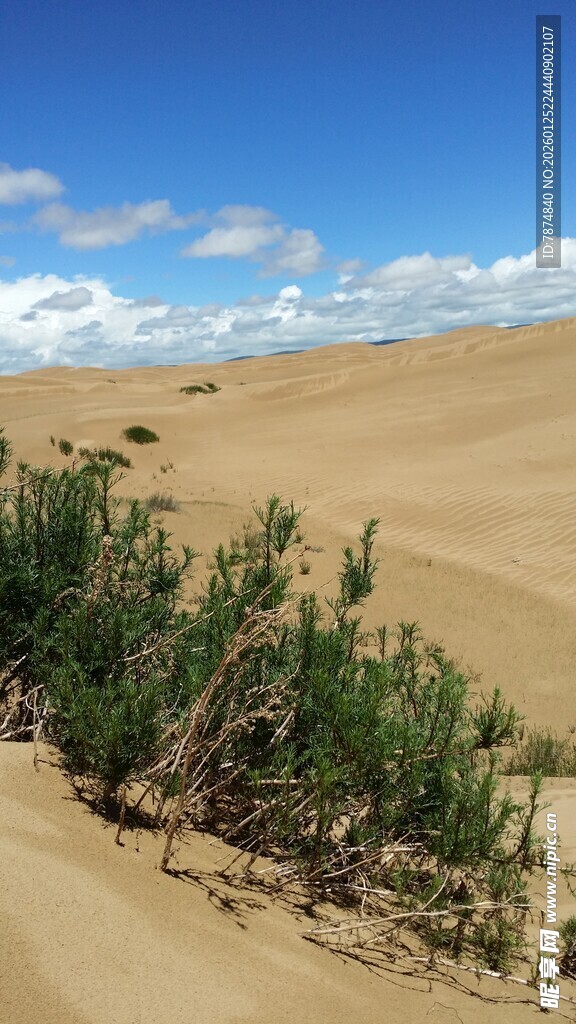 沙漠中的绿色植被景观
