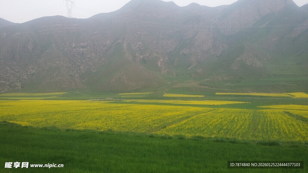 山间油菜田美景