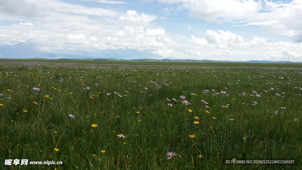 广袤草原 绿意盎然