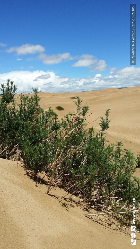 沙漠中的绿色植被