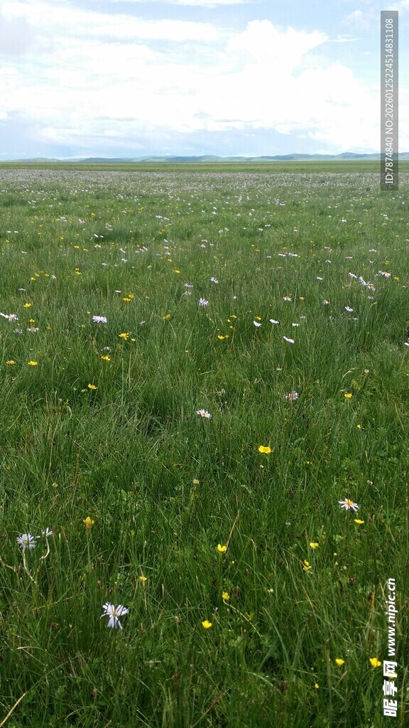广袤绿野 繁花点缀