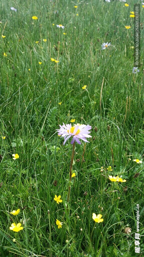 草地上的雏菊与小黄花