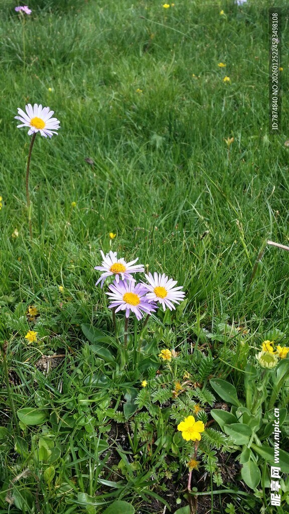 草地上的多彩小花