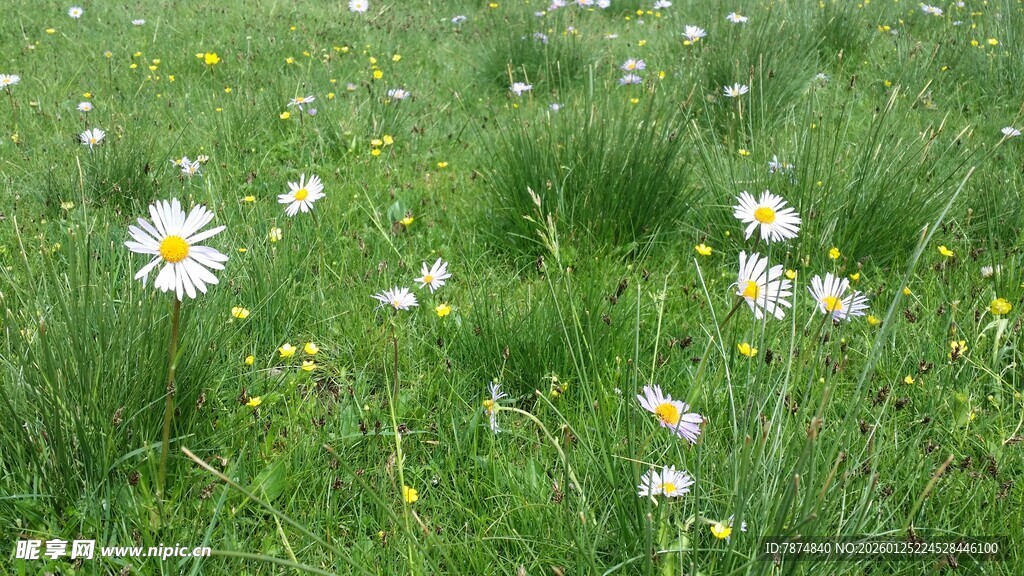 草地中的白色雏菊