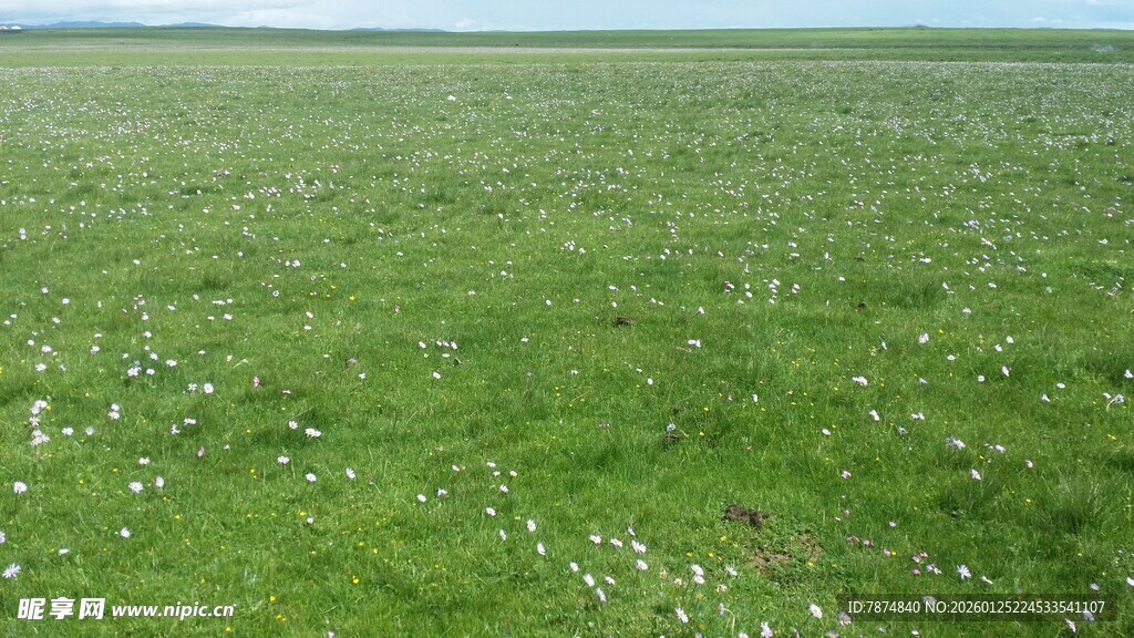 广袤绿草地 清新自然景