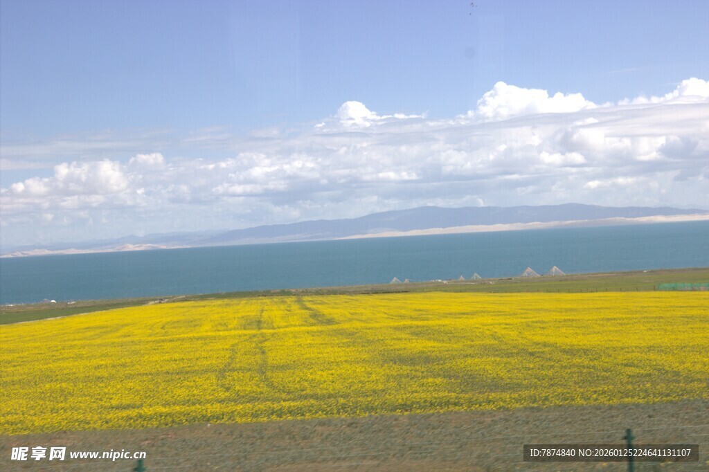 青海湖畔油菜花海美景