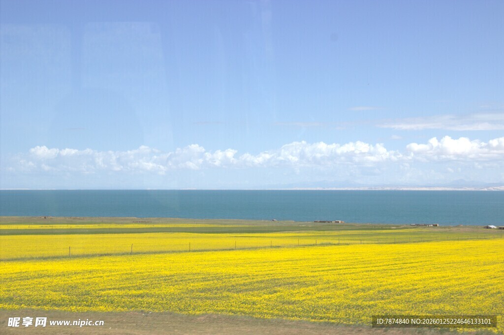 金黄油菜花海与辽阔大海