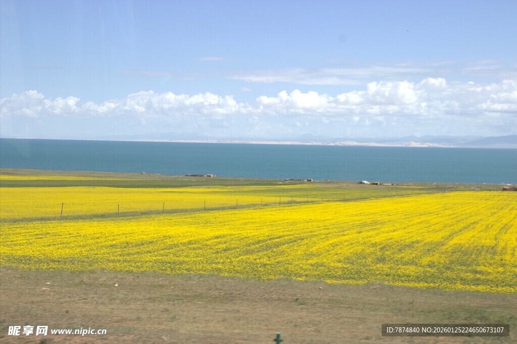 青海湖畔金黄油菜花海