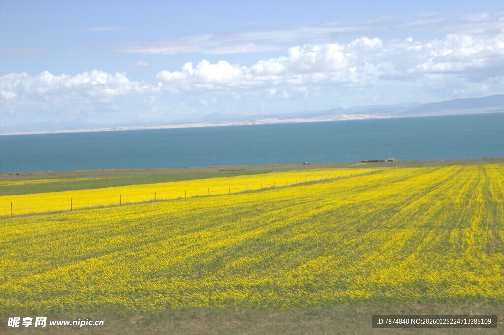 金黄花海与辽阔大海美景