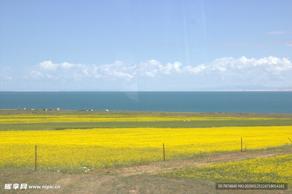 金黄油菜田与辽阔海景