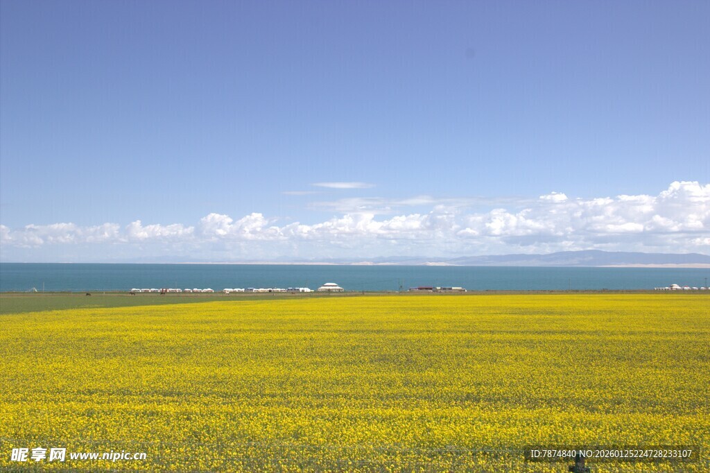 草原花海与蓝天美景