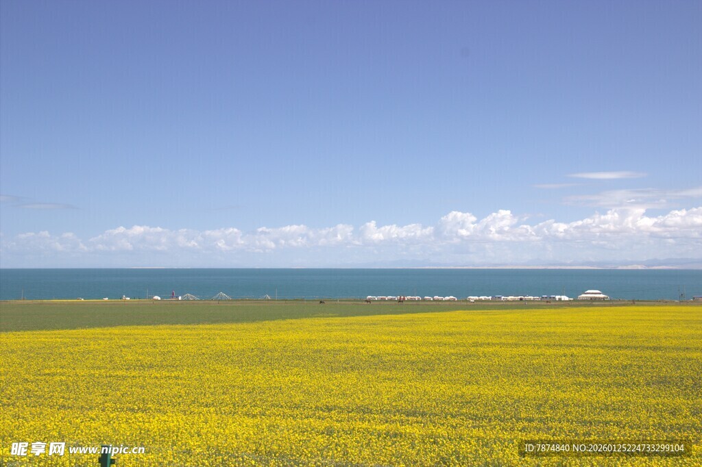 金黄花海与蓝天碧海美景
