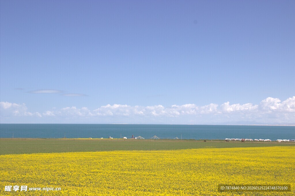 金黄花海与碧海蓝天美景