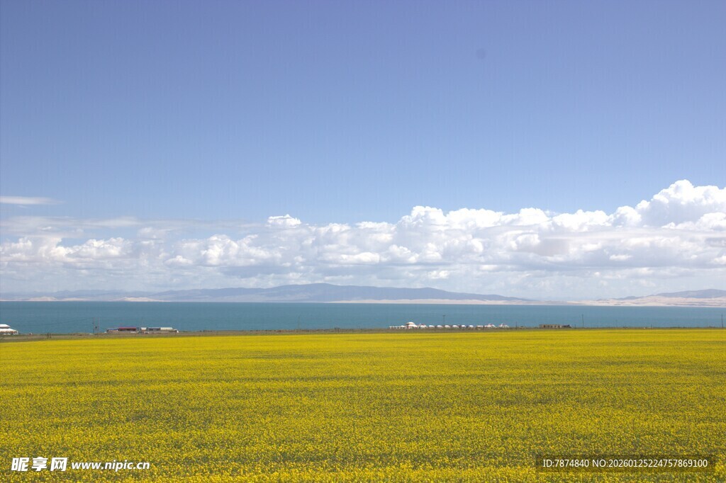 青海湖畔油菜花海美景