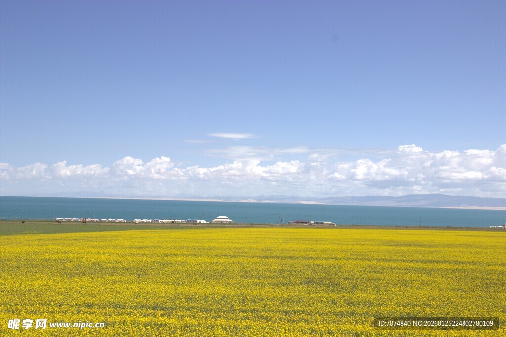 金黄花海与蓝天碧海美景