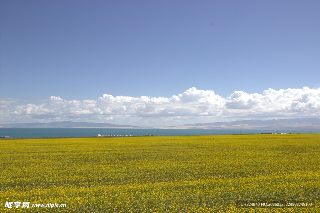 金黄油菜花海蓝天白云景