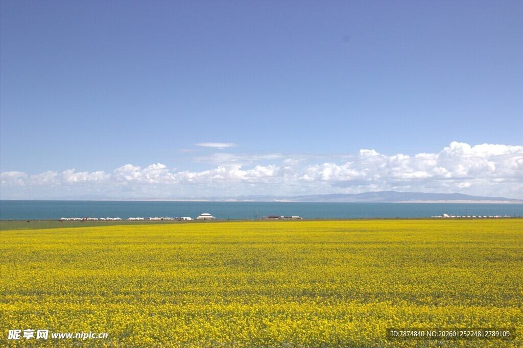 金黄油菜花海与蓝天相映