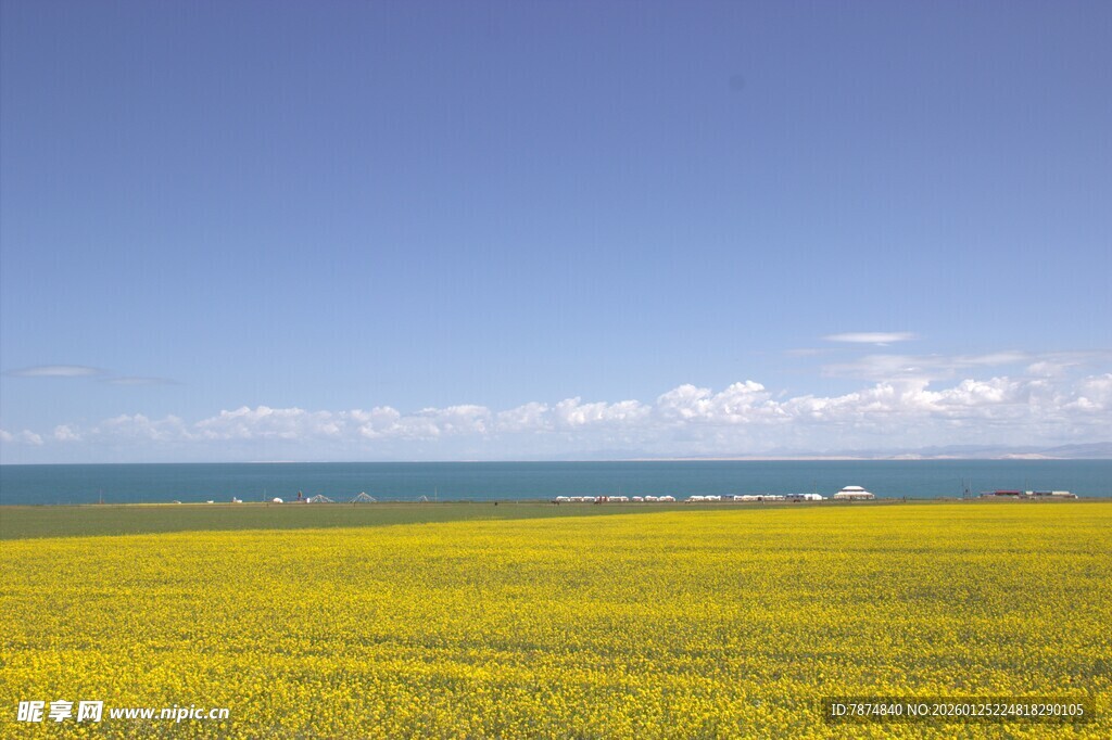 金黄油菜花海 蓝天相伴