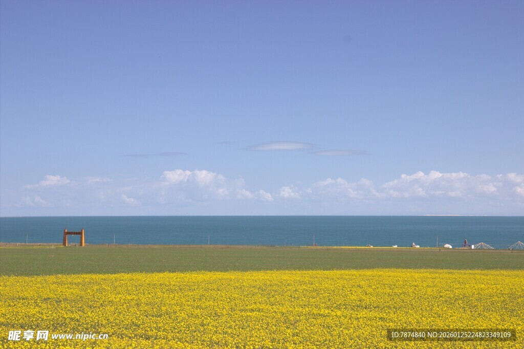金黄花海与碧海蓝天