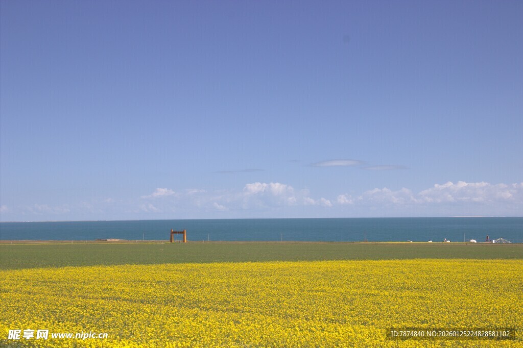金黄花海与蓝天碧海之景