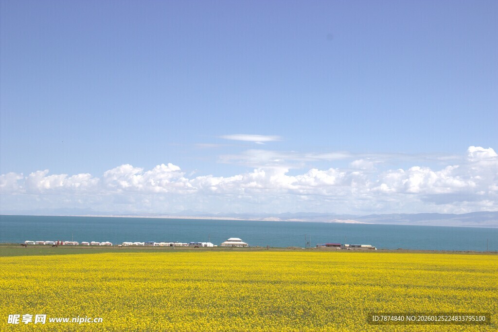 金黄油菜田与碧海蓝天