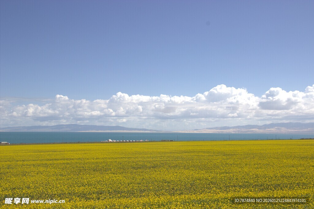 草原花海 蓝天白云美景