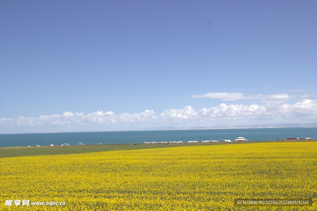 金黄花海与蓝天相映成趣