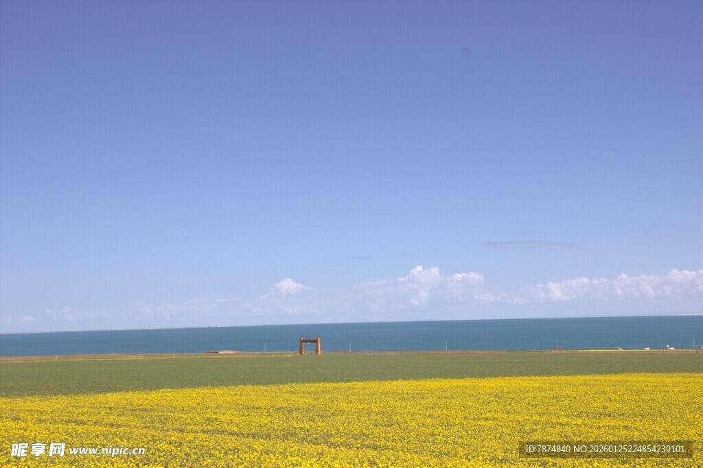 金黄花海与碧海蓝天美景