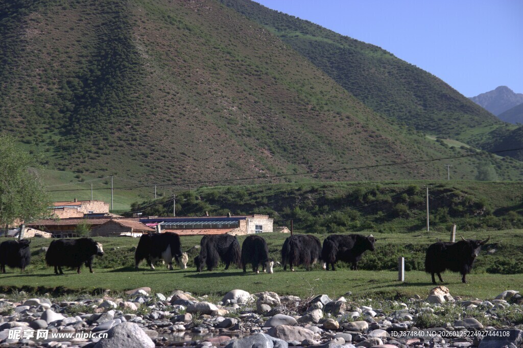 山间牧场景色
