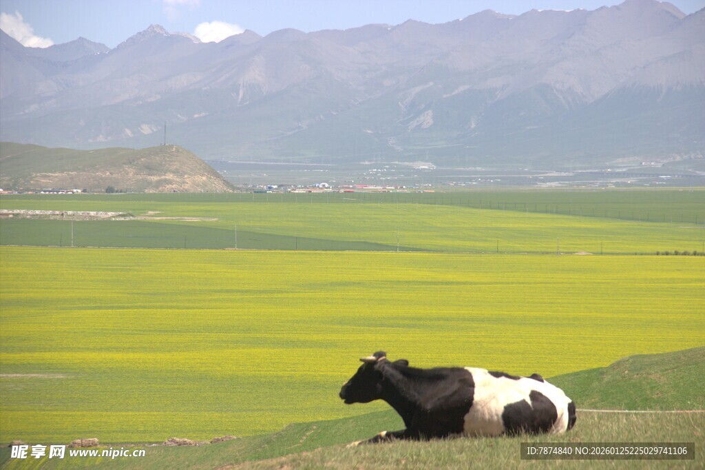 草原上悠闲的黑白花牛