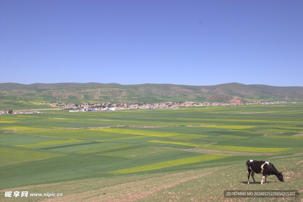 草原田园风光与牛群