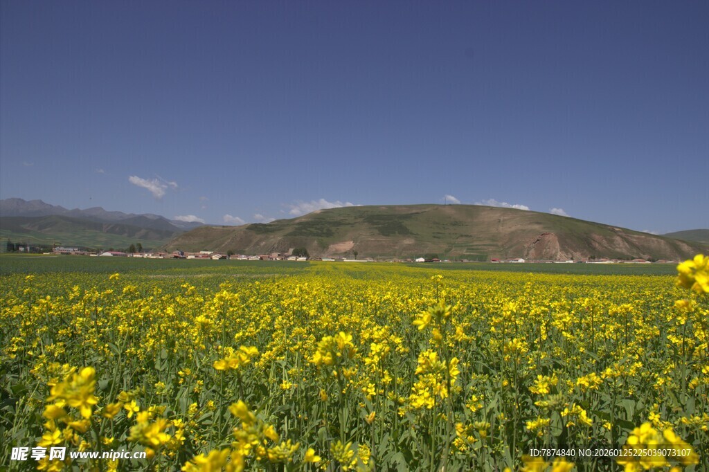 金黄油菜花海映远山