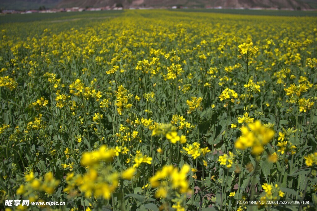 金黄油菜花海美景