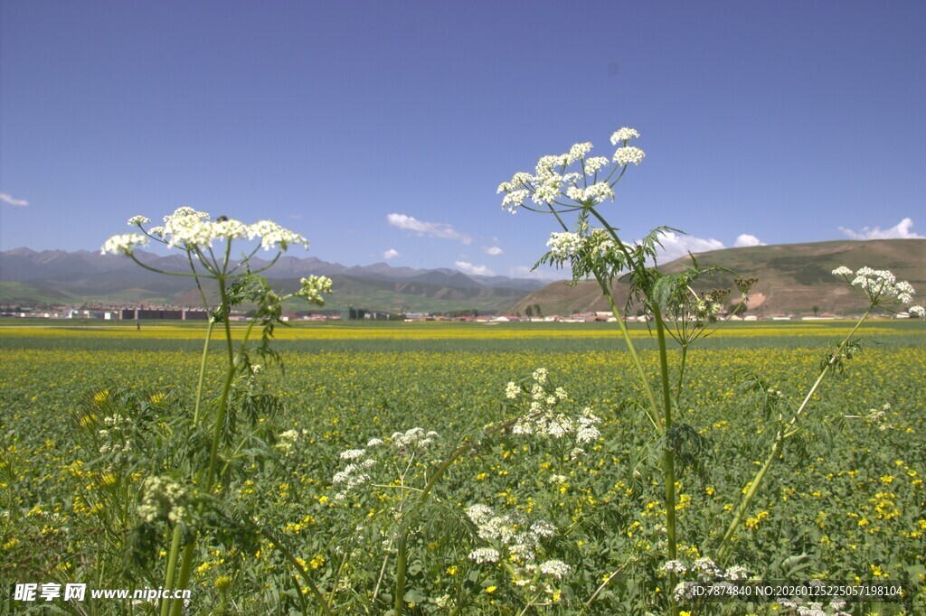 田野间绽放的白色小花