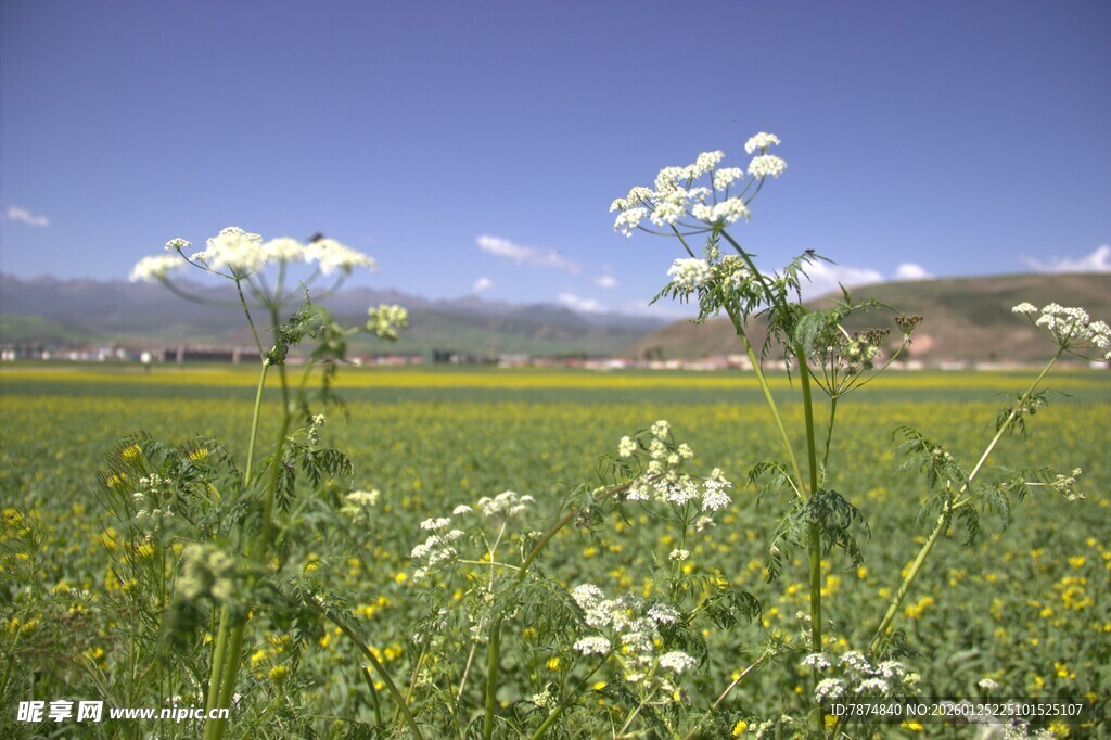 田野里绽放的烂漫小白花