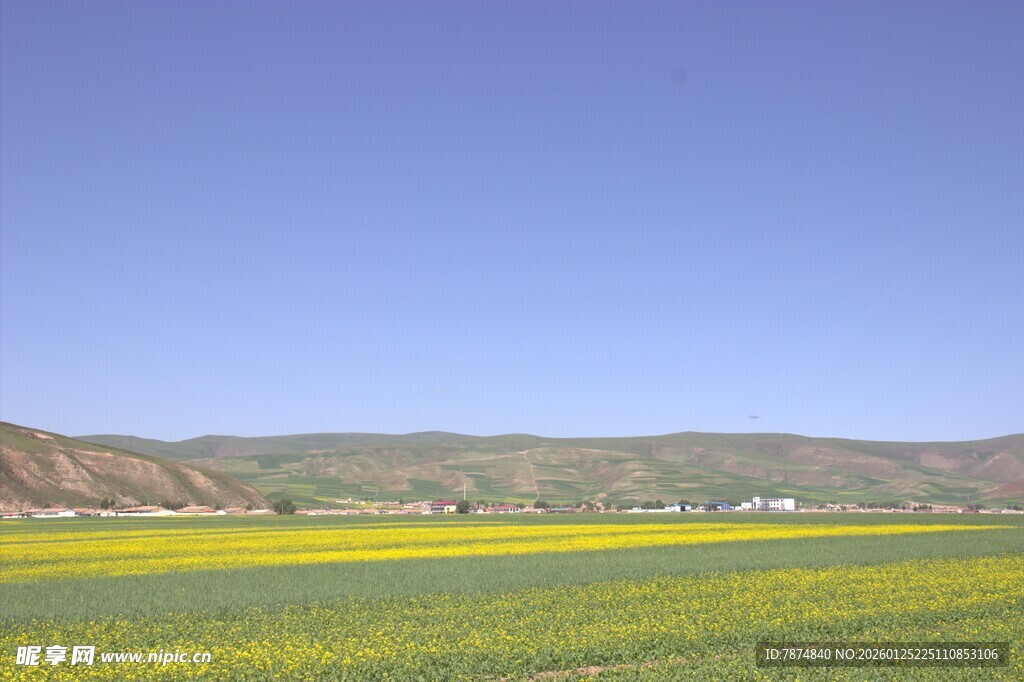 春日田野油菜花风景图