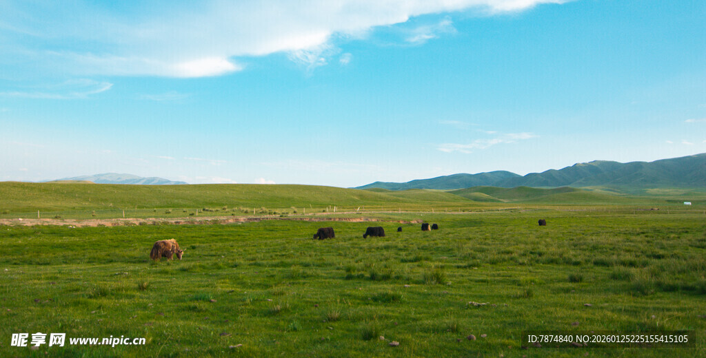 草原上悠闲的牛群