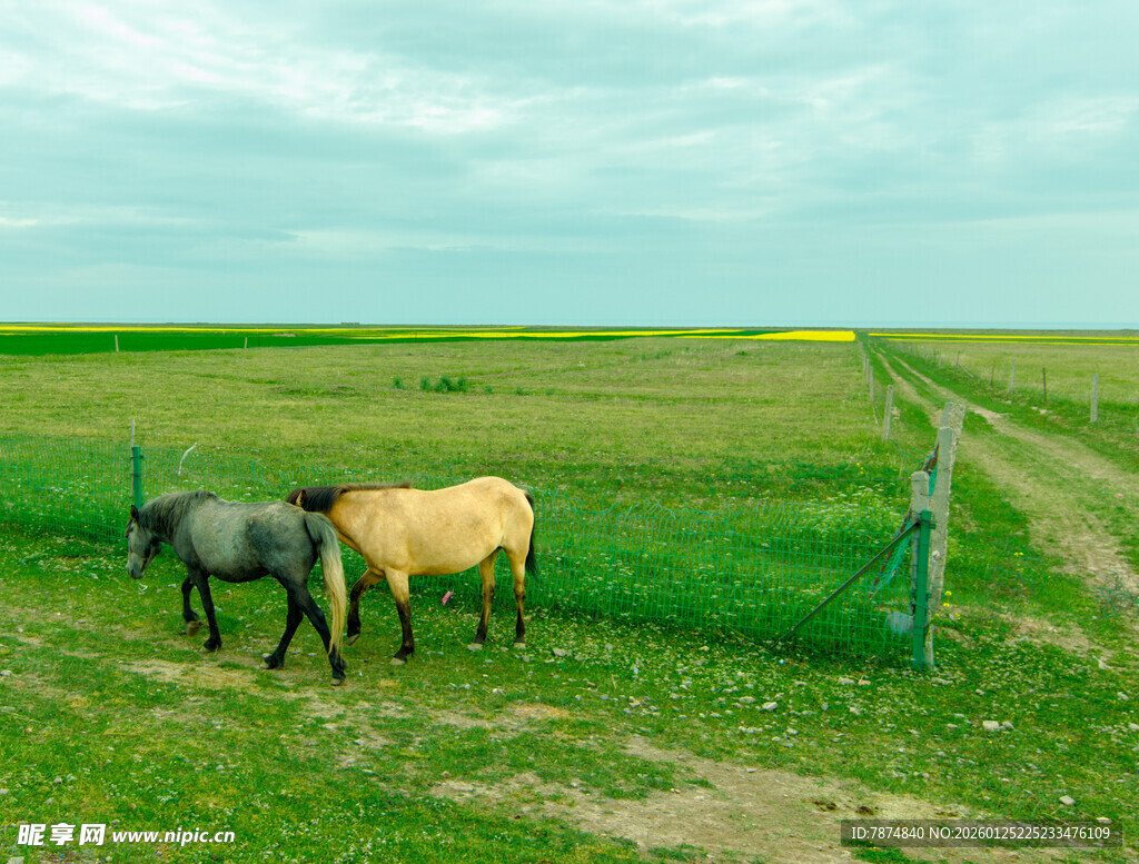 草原上的几头牛