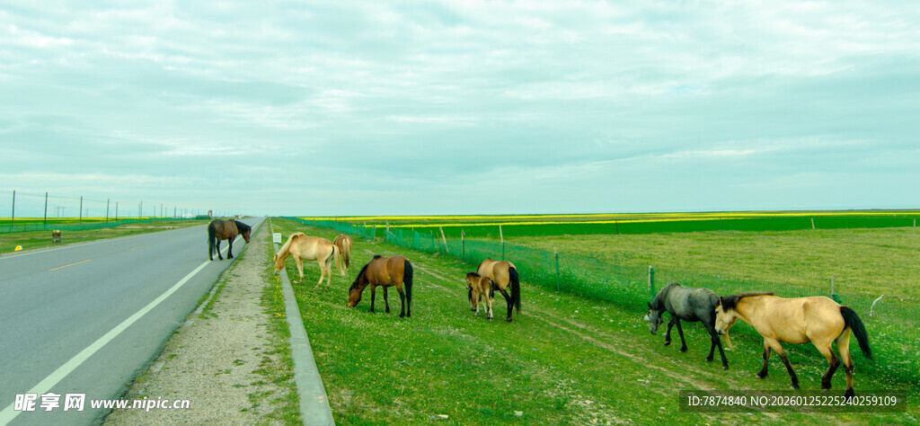 公路旁的悠闲牧牛场景
