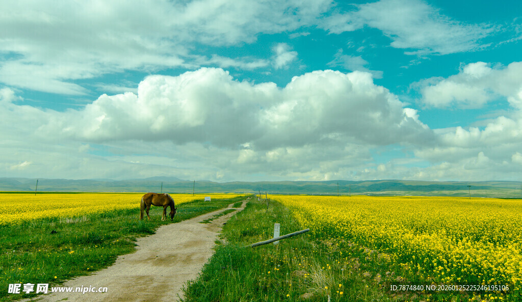 田园小路旁的灿烂油菜花田