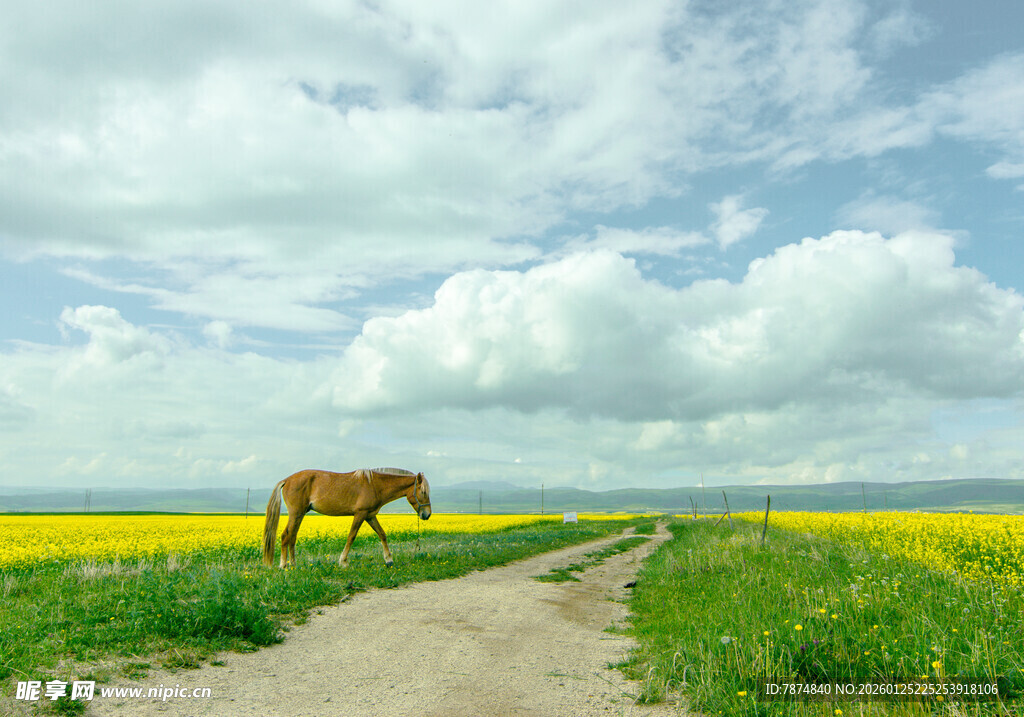 田野中独行的骏马