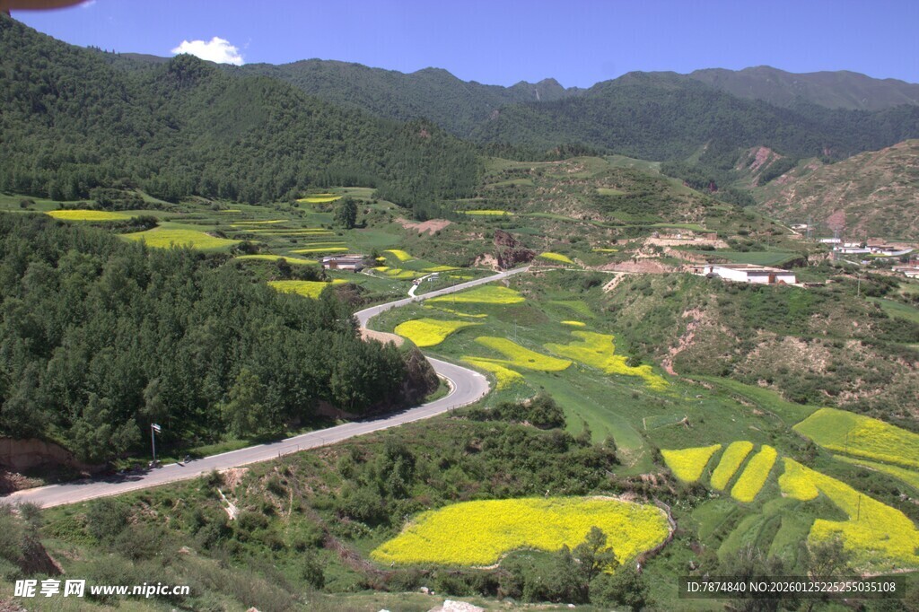 山间油菜田与蜿蜒公路