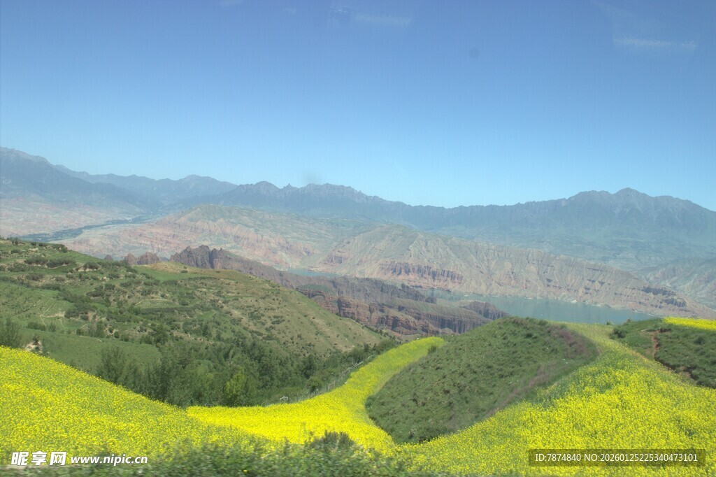 山间油菜花海美景