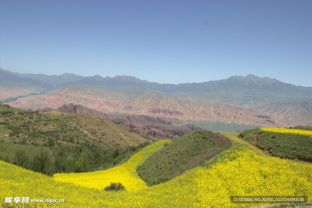 山间油菜花海美景