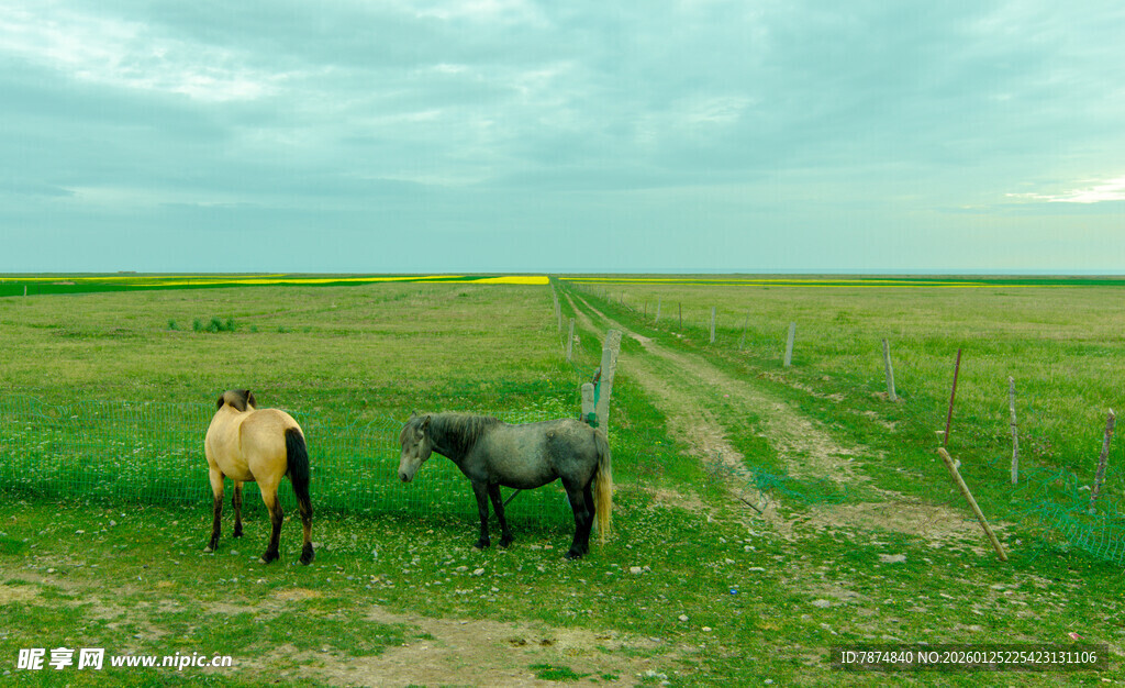 草原上的两匹马
