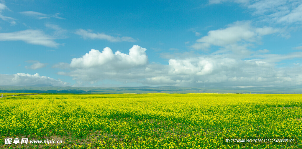 金黄油菜田与蓝天白云
