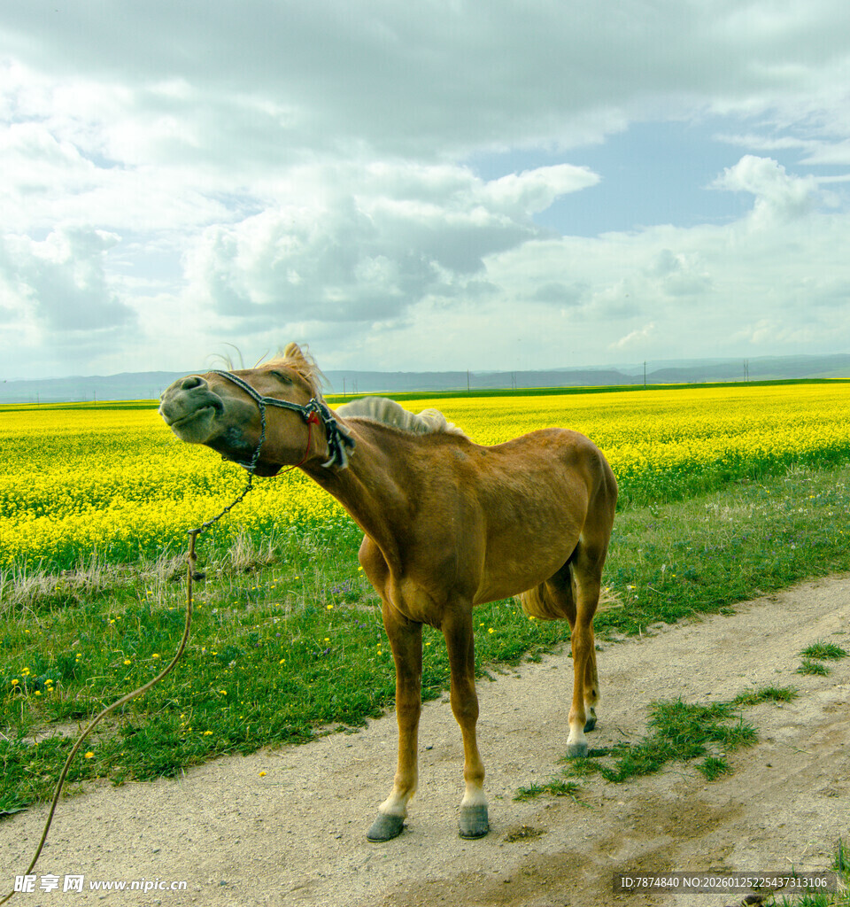 田野边仰头嘶鸣的棕色骏马